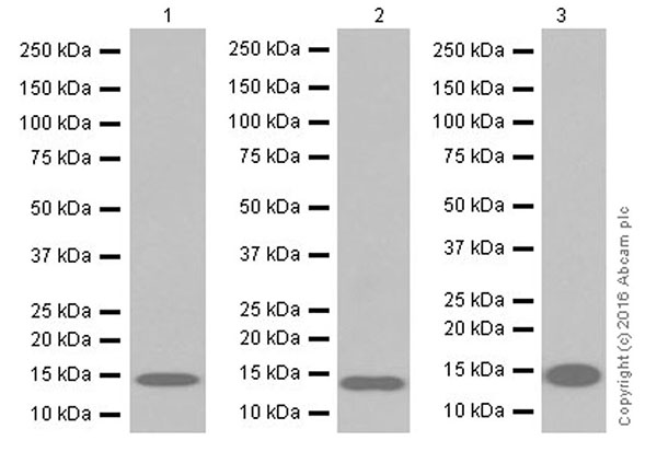 Anti-CRABP2 antibody [EPR17376]