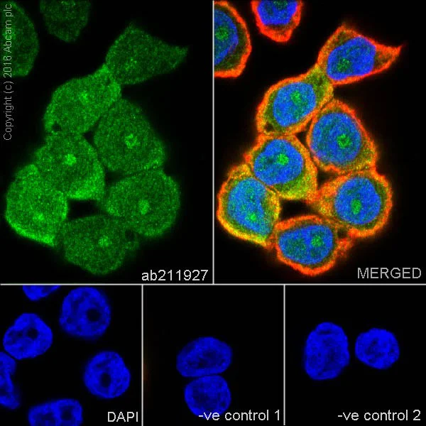 Immunocytochemistry/ Immunofluorescence - Anti-CRABP2 antibody [EPR17376] - BSA and Azide free (AB223551)