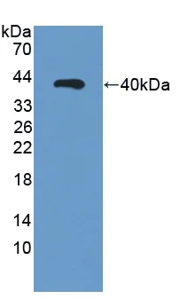 Western blot - Anti-CRALBP antibody (AB231967)