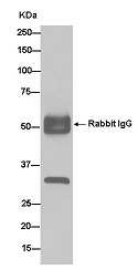Immunoprecipitation - Anti-CRALBP antibody [EPR13801] - BSA and Azide free (AB250701)