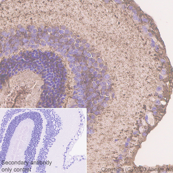 Immunohistochemistry (Formalin/PFA-fixed paraffin-embedded sections) - Anti-CRALBP antibody [EPR23448-119] (ab243664), expandable thumbnail