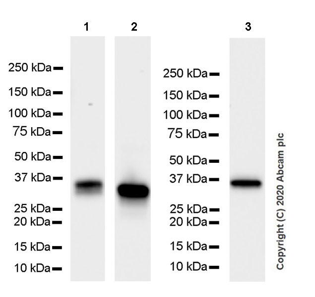 Western blot - Anti-CRALBP antibody [EPR23448-119] (AB243664), expandable thumbnail