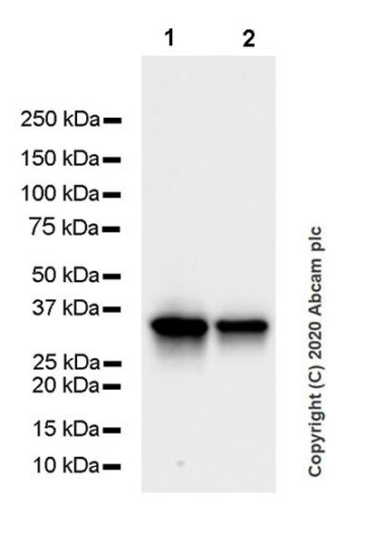 Western blot - Anti-CRALBP antibody [EPR23448-119] (AB243664), expandable thumbnail