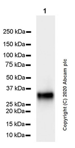 Western blot - Anti-CRALBP antibody [EPR23448-119] (ab243664), expandable thumbnail
