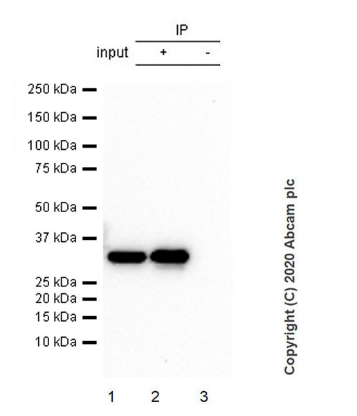 Immunoprecipitation - Anti-CRALBP antibody [EPR23448-119] - BSA and Azide free (AB272171), expandable thumbnail