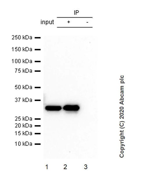 Immunoprecipitation - Anti-CRALBP antibody [EPR23448-119] - BSA and Azide free (AB272171)