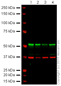 Western blot - Anti-CRBN antibody [4D6] (AB244223)