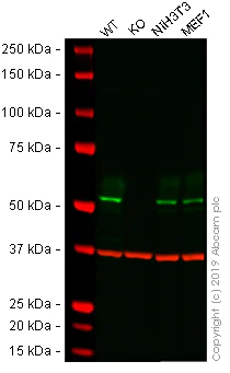 Western blot - Anti-CRBN antibody [4D6] - BSA and Azide free (AB252776)