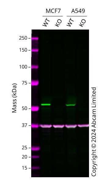 Western blot - Anti-CRBN antibody [4D6] - BSA and Azide free (AB252776), expandable thumbnail