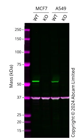 Western blot - Anti-CRBN antibody [4D6] - BSA and Azide free (AB252776)