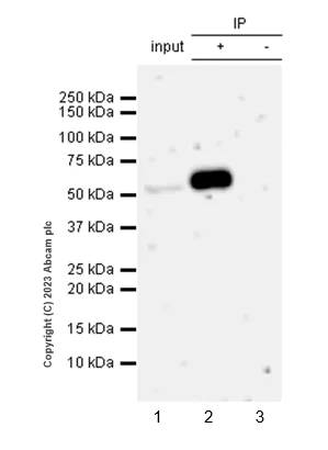 Immunoprecipitation - Anti-CRBN antibody [EPR28739-64] - BSA and Azide free (AB315345)