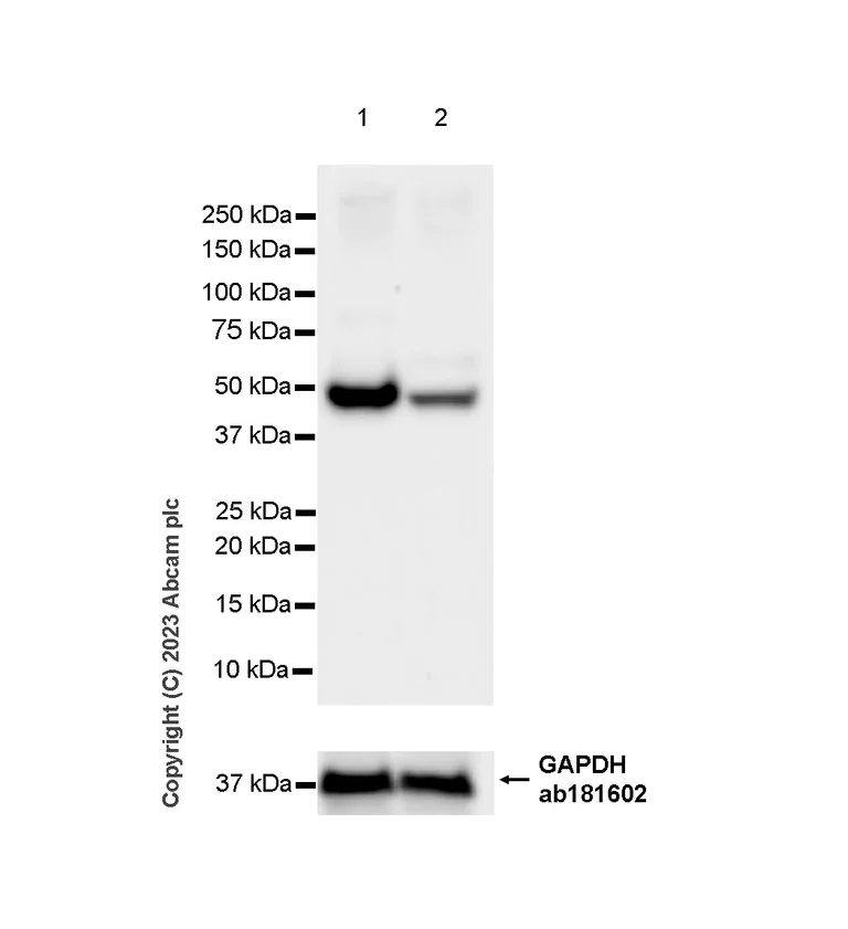 Western blot - Anti-CRBN antibody [EPR28739-64] - BSA and Azide free (AB315345)