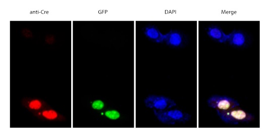 Immunocytochemistry/ Immunofluorescence - Anti-Cre recombinase antibody (AB190177), expandable thumbnail
