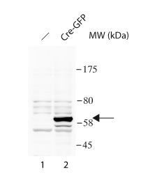 Western blot - Anti-Cre recombinase antibody (AB190177), expandable thumbnail