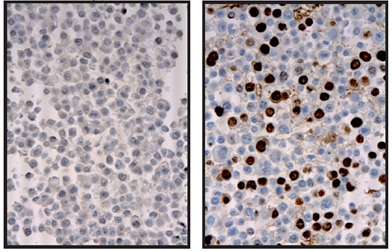 Immunocytochemistry/ Immunofluorescence - Anti-Cre recombinase antibody (AB216262), expandable thumbnail