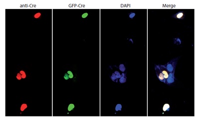 Immunocytochemistry/ Immunofluorescence - Anti-Cre recombinase antibody (AB216262), expandable thumbnail