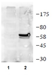 Western blot - Anti-Cre recombinase antibody (AB216262), expandable thumbnail