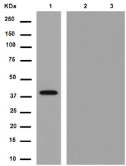 Western blot - Anti-Cre recombinase antibody [EPR13835] (AB188568)