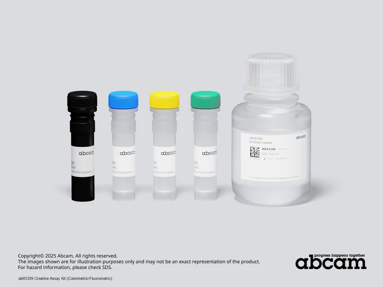 Schematic Diagram - Creatine Assay Kit (Colorimetric/Fluorometric) (AB65339)