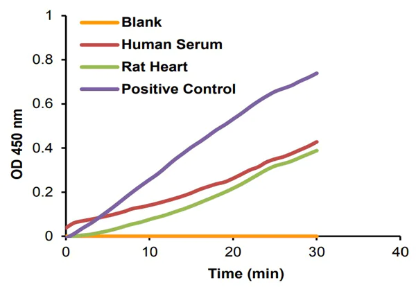 Functional Studies - Creatine Kinase Activity Assay Kit (Colorimetric) (AB155901)
