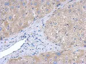 Immunohistochemistry (Formalin/PFA-fixed paraffin-embedded sections) - Anti-Creatine kinase B type antibody (AB151579)
