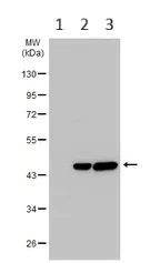 Western blot - Anti-Creatine kinase B type antibody (AB151579)