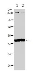 Western blot - Anti-Creatine kinase B type antibody (AB151579)