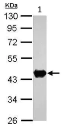 Western blot - Anti-Creatine kinase B type antibody (AB151579)