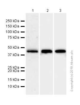 Western blot - Anti-Creatine kinase B type antibody [EPR3926] (AB108388)