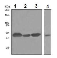 Western blot - Anti-Creatine kinase B type antibody [EPR3926] (AB108388), expandable thumbnail
