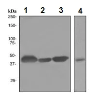 Western blot - Anti-Creatine kinase B type antibody [EPR3926] (AB108388)
