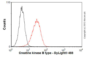 Flow Cytometry (Intracellular) - Anti-Creatine kinase B type antibody [EPR3927] (AB92452)