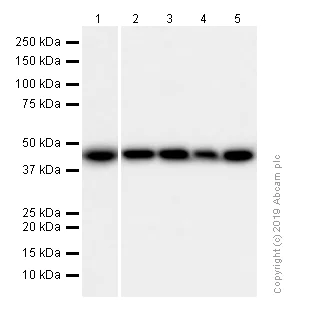 Western blot - Anti-Creatine kinase B type antibody [EPR3927] (AB92452)
