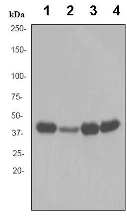 Western blot - Anti-Creatine kinase B type antibody [EPR3927] (AB92452)