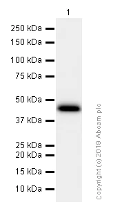 Western blot - Anti-Creatine kinase B type antibody [EPR3927] (AB92452)