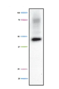 Western blot - Anti-Creatine Kinase MM antibody [3E5BA5] (AB110319)