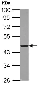 Western blot - Anti-Creatine Kinase MM antibody (AB126244)