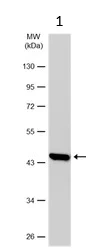 Western blot - Anti-Creatine Kinase MM antibody (AB126244)