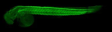 IHC - Wholemount - Anti-Creatine Kinase MM antibody (AB151465)