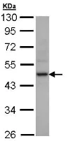 Western blot - Anti-Creatine Kinase MM antibody (AB151465)