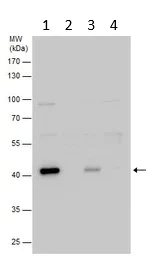 Western blot - Anti-Creatine Kinase MM antibody (AB151465)