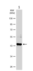 Western blot - Anti-Creatine Kinase MM antibody (AB151465)