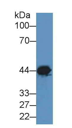 Western blot - Anti-Creatine Kinase MM antibody (AB231200)