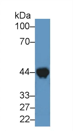 Western blot - Anti-Creatine Kinase MM antibody (AB231200)