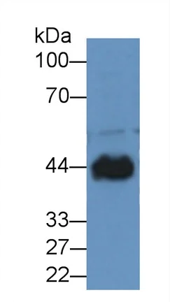 Western blot - Anti-Creatine Kinase MM antibody (AB231200)