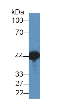 Western blot - Anti-Creatine Kinase MM antibody (AB231200)