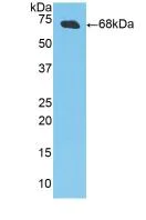 Western blot - Anti-Creatine Kinase MM antibody (AB233201)