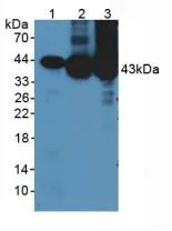Western blot - Anti-Creatine Kinase MM antibody (AB233201)