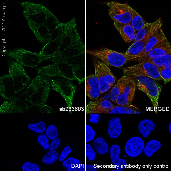 Immunocytochemistry/ Immunofluorescence - Anti-Creatine Kinase MM antibody [EPR25358-10] (AB283683)