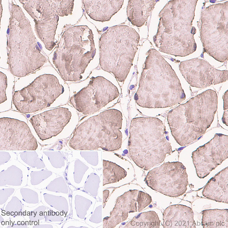 Immunohistochemistry (Formalin/PFA-fixed paraffin-embedded sections) - Anti-Creatine Kinase MM antibody [EPR25358-10] (AB283683)